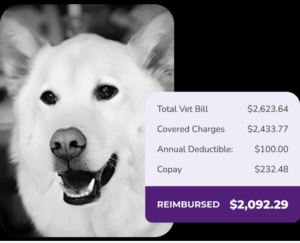 Protect Your Furry Friend with Pet Insurance