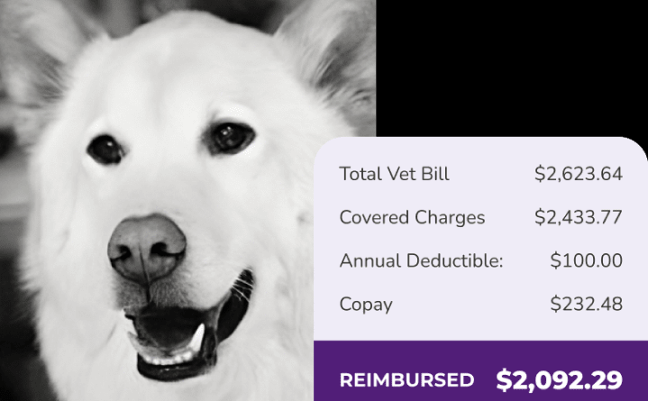 Protect Your Furry Friend with Pet Insurance