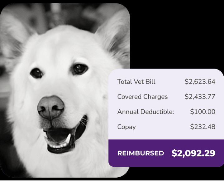 Protect Your Furry Friend with Pet Insurance